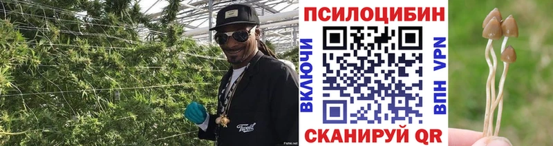 цена наркотик  Сухиничи  Псилоцибиновые грибы Psilocybine cubensis 